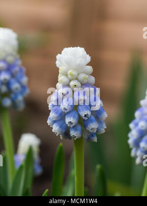 Close up of a single flower spike of the bicoloured Muscari Mountain Stock Photo