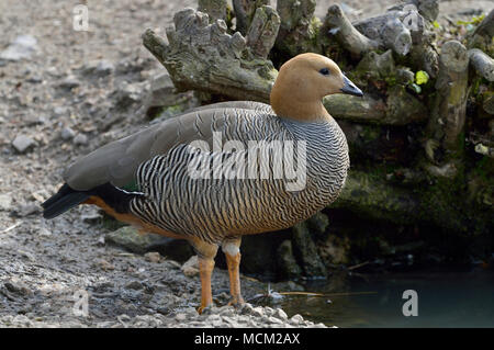 Ruddy-headed Goose - Chloephaga rubidiceps Stock Photo