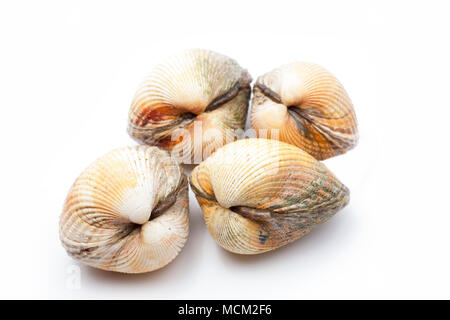 Common cockles, Cerastoderma edule, gathered while foraging for shellfish. Dorset England UK GB. On a white background. Stock Photo