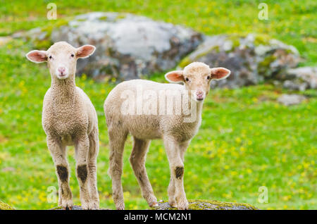 cutle little lambs on a rock Stock Photo
