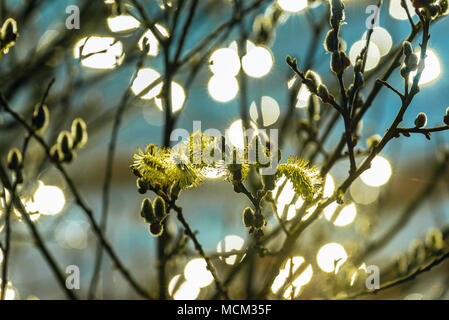 Backlit catkins of Goat Willow (Salix caprea) beside Hodbarrow Lagoon near Millom, Cumbria Stock Photo