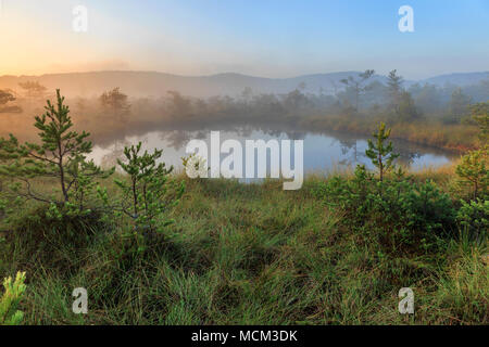 morning on the swamp lake in sunrise. Stock Photo