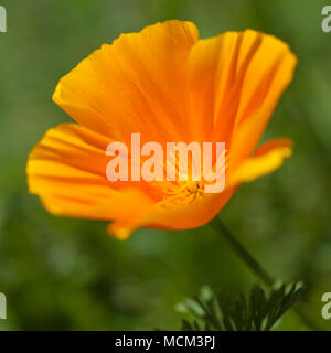 Flora of Gran Canaria  - Eschscholzia californica i.e. California poppy, introduced species Stock Photo