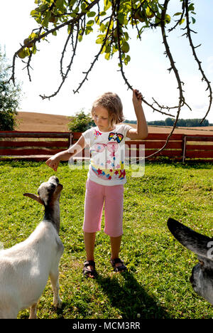 Little girl (6 years old) feeding goats on farm. Stock Photo