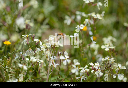 Flora of Gran Canaria - Raphanus raphanistrum, wild radish, white charlock , jointed charlock and a beed of Eucera genus Stock Photo
