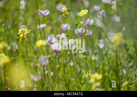 Flora of Gran Canaria - small pale pink poppy macro background Stock Photo