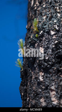 Flora of Gran Canaria - Pinus canariensis, Canarian Pine trees, recovering from last year fire, Gran Canaria. New shoots appear on thicker branches an Stock Photo