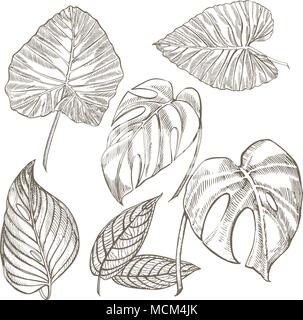 Tropical palm leaves. Vector illustration. Engraved jungle leaves. Stock Vector