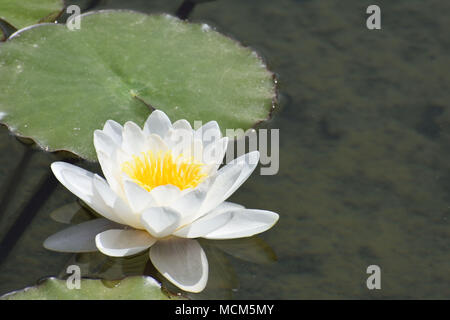 White Water Lily with Leaf Stock Photo