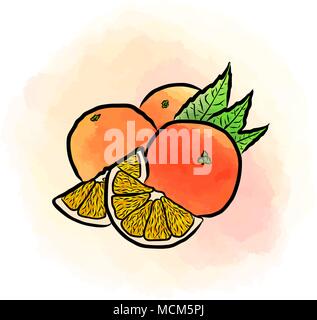 Colored drawing of oranges. Fresh vector design of colorful fruits made in watercolor style. Vector marketing illustration on white background. Stock Vector