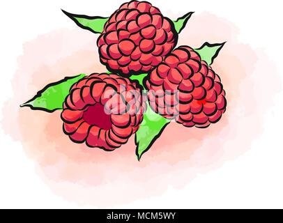 Colored drawing of raspberries. Fresh design of colorful fruits made in watercolor style. Modern marketing illustration on white background. Stock Vector