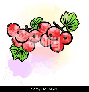Colored drawing of currant. Fresh design of colorful fruits made in watercolor style. Modern marketing illustration on white background. Stock Vector