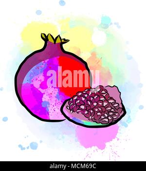 Colored drawing of pomegranate. Fresh design of colorful fruits made in watercolor style. Modern marketing illustration on white background. Stock Vector