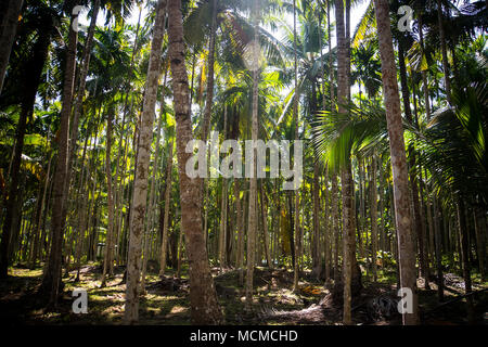 Thick palm grove. The brown trunks of the thin trees in the background. Tropical vegetation on the exotic island of Havelock Andaman Islands India Stock Photo