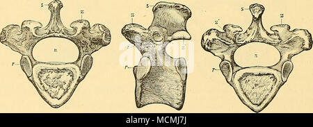 . Figure 103.—Posterior dorsal vertebra of Dinoceras lucare, Marsh (No. 1038); front view. Figure 104.—The same vertebra; side view. Figure 105.—The same vertebra ; back view. n. neural canal; r. face for head of rib ; r'. face for tubercle of rib ; «. neural spine; z. anterior zygapophyses ; z'. posterior zygapophysis. All the figures are one-fourth natural size. Stock Photo