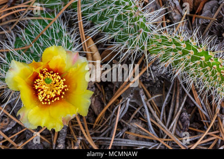 Prickly Pear Cactus in bloom among pine needles of forest floor, Castle Rock Colorado US.