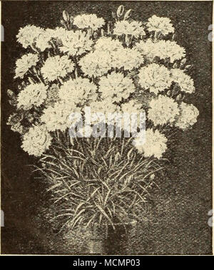 . Novelty Set of New Carnations 15c.,each, 50c. for 5; set of 12, $1, postpaid. Order as the "Novelty Set" Aristocrat. Large, deep pink flow- I ers; long stems. Splendid- j Lady Bountiful. Pure white. Im- | mense blooms.  May Naylor. Superb crimson. New and beautiful. Mrs. Patten. White, variegated pink. Grand. Beacon. The foremost scarlet. Harlowarden. The best standard crimson on the market. Marshall's Red. Deep, gorgeous red. Very distinct. White Perfection, Purest white. The best. Pink Imperial. Clear cerise-pink. Very large. Moonlight. Superb white. Enchantress. The best light  Stock Photo