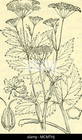 . Fig. 405. Pimpinella magna. Grosse Bibernell. Nebst einzelner Blüte und der Frucht (links), sowie dem Querschnitte einer Teilfrucht (rechts). Stock Photo