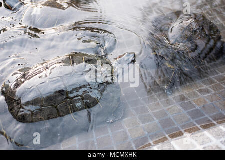 Turtles swim in a shallow pool in the grounds of a hotel in Santa Cruz de Tenerife. Stock Photo