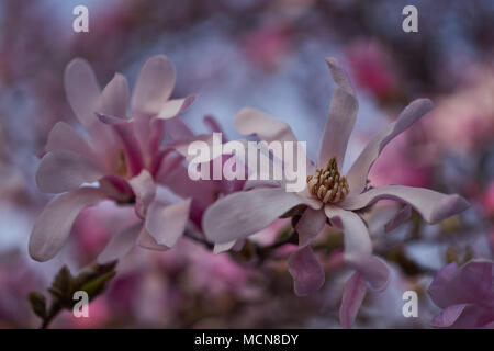 Pink soft dreamy magnolia flowers against the blue sky Magnolia loebneri Leonard Messel pink flowers close up Stock Photo