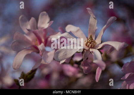 Pink soft dreamy magnolia flowers against the blue sky Magnolia loebneri Leonard Messel pink flowers close up Stock Photo