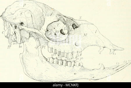 . Fig. 4:71. Lama glama. .4 AlisphenoM; l>o Bulla ossea; C Condvlus; F Fron- tale; / Intermaxillare; y Jugale; L Lacrymale; J/Maxillare; ws ]Iastoid; A'Nasale; O Orbitosphenoid; 00 Ohröffnung; P Parietale; P/ Palatinum; j>/> Processus parocci- pitalis; /Y Pterygoid; z ., Incisivi; cc Canini; /,, ^ Wj .j Backenzähne. namentlich durch die Schu])[)e des Squamosum gebildet, die das Parietale zurückdrängt, während auch die Ausdehnung des Frontale beschränkt ist. Am Aufbau des Schädeldaches beteiligt sich das Su]>raoccipitale. Eine Sagittal- crista kommt vor. Das Tvmpanicum ist zu eine Stock Photo