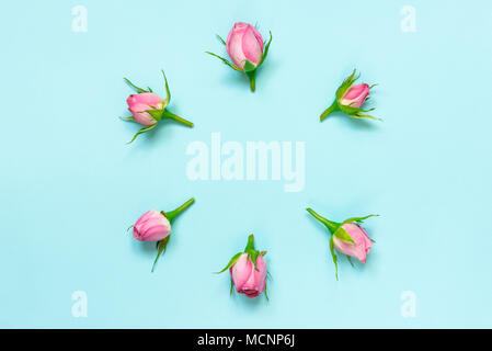 Top view of pink roses arranged in circle over blue background. Abstract floral background. Stock Photo
