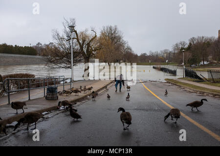 An older gentleman feeds ducks and Canadian Geese under the Riverside Drive bridge. With the Thames River continuing to breech its banks in Harris Park as the elevated water levels make they way down river in London, Ont. Stock Photo