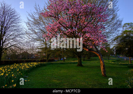 Salisbury, Wiltshire. 18th Apr, 2018. UK Weather Salisbury Wiltshire 2018. Spring flowers and blue skies in Salisbury very pleasant for people walking to work this morning. Forecasters predict a mini heatwave across the UK. With temperatures reaching 25 degrees in London and slightly cooler elsewhere. 14 degrees predicted for Salisbury.  The sunshine should last a few days. Credit Paul Chambers Alamy Live News. Stock Photo