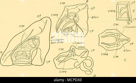 . Text-fig. 35. Nectopyramis thetis. Growth stages of eudoxids and homologies of bracteal canals with those of Abylids: A after Leloup, B, C, D after Bigelow. E, Abylopsis tetragona. The eudoxids, or stem groups, of the following Prayids are now known: Praia dubia, P. reticulata, Rosacea cymbiformis, R. plicata, Maresearsia praeclara sp.n. Amphicaryon spp. indet., Nectopyramis thetis, N. diomedeae and N. natans. They are all homologous, but Amphicaryon eudoxids, of which Eudoxia tottoni Leloup, 1934a, is one, appear to me much more primitive in that the bract is simple, helmet-shaped, and carr Stock Photo