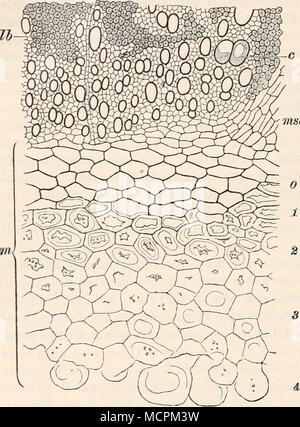 tragacanth, gum tragacanth milkvetch / Astragalus gummifer / Astragalus  gummifer / botany book, 1900 Stock Photo - Alamy