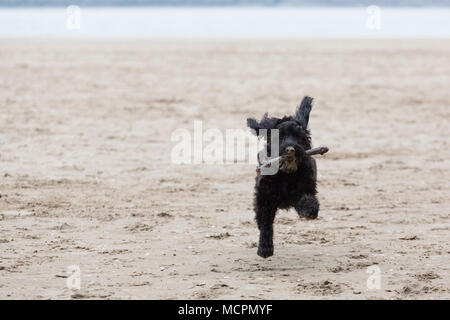 Black cockapoo dog runs on beach with stick in mouth Stock Photo