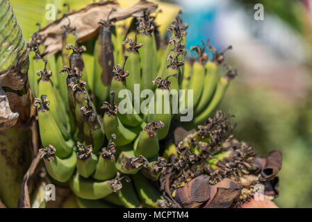 Bananenbüschel am Stamm Stock Photo