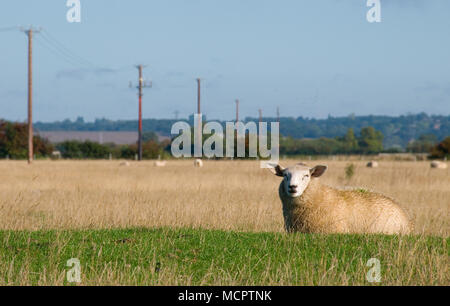 A Romney Sheep on the Romney Marsh Stock Photo