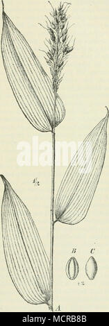 . Fig. 109. Olyra latifolia L. .4«Habitus; B^ C Verhärtete Deck- und Vorspelze. Stock Photo