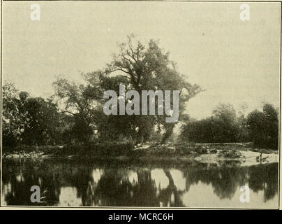 . Abb. 279. Donau-Au bei Dömsöd im Komitate Pest. (Nach einer Aufnahme von 'Prof. Dr. L. v. Löcsy, Budapest.) (Aus der Bildersammlung des geographischen Institutes der Wiener Universität.) aeacia, die des Unterholzes gewöhnlich ganz entbehren und auch keinen oder nur aus vereinzelten Sandpflanzen bestehenden Niederwuchs besitzen. Auenwälder. Mit Ausnahme des zentralsten Teiles des Steppengebietes sind an den Ufern der größeren Flüsse, soweit der Boden genügend durchfeuchtet ist, kleinere Auen ausgebildet. Vorwiegend sind es Weidenarten [Salix fragilis, alba, iriandra, viminalis, daphnoides, pu Stock Photo