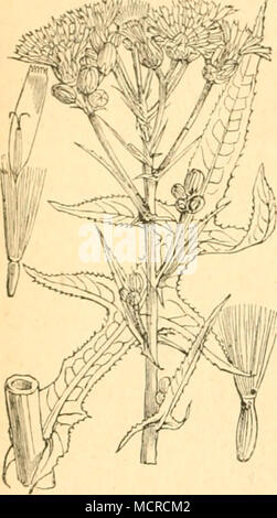 . d. Fliegen. 14. Trypeta Sonchi, L. (Vergl. Apargia und Crepis.) 15. Trypeta dilaeerata, L)v. Die Larve findet sich (nach Low) mit jener von Trypeta Sonchi oft in derselben Blume beisammen, doch ist erstere hier sehr selten. 16. Trypeta tessellata, Lic, erzog Rit- ter V. Fraueufeld aus nicht deformirten Blüthen- köpfen von Sonchus arvensis; derselbe erhielt sie auch schon mit Tryi?. pulchra Lu, Tryp. intermedia Frfld. und Tryp. conjuncta Lw. aus Tragopogon, Podospermum und Apargia. 17. Agromyza affinis. Mg. Dr. Scholz erzog diese Fliegen im August aus Larven, welche in Menge die Blätter in s Stock Photo