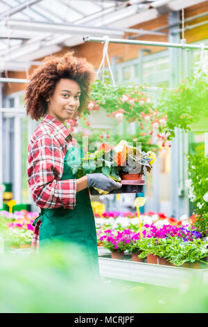 Side view of a dedicated florist holding a tray with decorative potted flowers Stock Photo