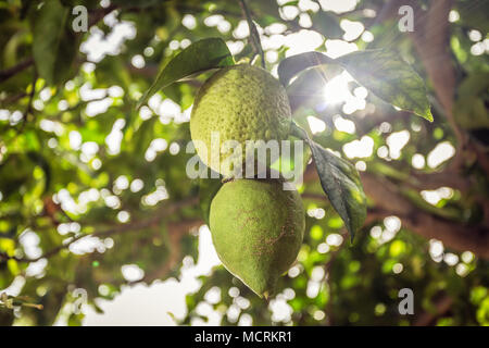 Two green lemons hanging on a branch and sunlight passing through the leaves. Lemon tree Stock Photo