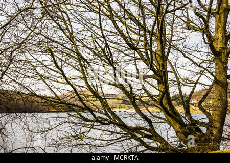 Tree in shed Derbyshire  Raymond Boswell Stock Photo