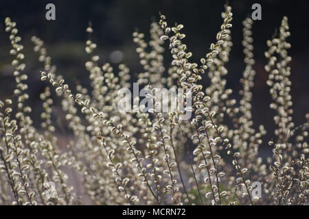 Salix rosmarinifolia blooming Creeping willow blossom Stock Photo