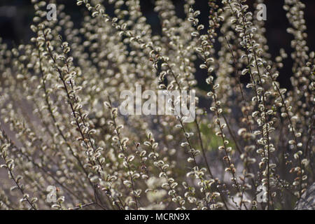 Salix rosmarinifolia blooming Creeping willow blossom Stock Photo