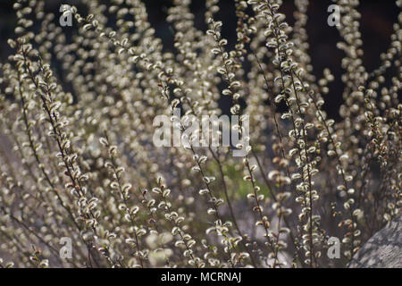 Salix rosmarinifolia blooming Creeping willow blossom Stock Photo