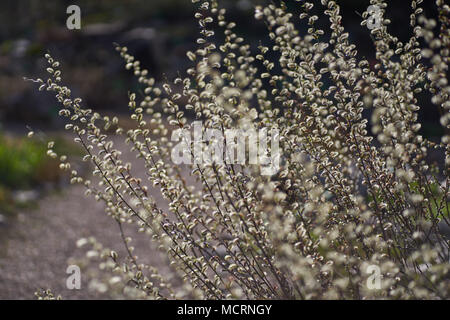 Salix rosmarinifolia blooming Creeping willow blossom Stock Photo