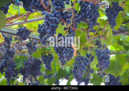 Close-up of bunches of ripe red wine grapes on vine Stock Photo