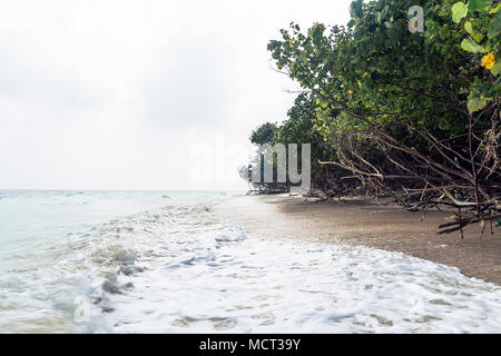 fallen trees at elephant beach, Havelock Island, Andaman and Nicobar, India Stock Photo