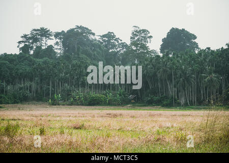 A field of dried grass. autumn landscape. Palm grove in the background Stock Photo