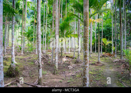 Betel palm in resort in thailand. a grove of palms, betel Stock Photo