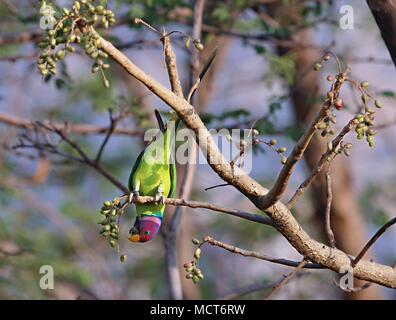 Plum headed parakeet busy feeding on yellow-green fruits of a semi-dried tree Stock Photo