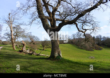 An old, mature oak tree in winter sunshine - John Gollop Stock Photo